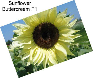 Sunflower Buttercream F1