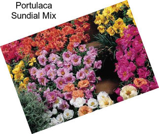 Portulaca Sundial Mix