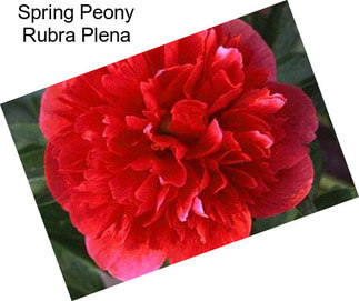 Spring Peony Rubra Plena