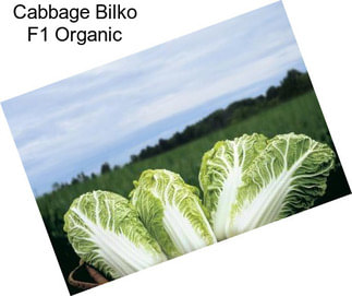 Cabbage Bilko F1 Organic