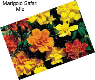Marigold Safari Mix