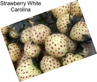 Strawberry White Carolina