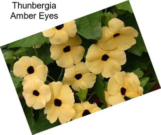 Thunbergia Amber Eyes