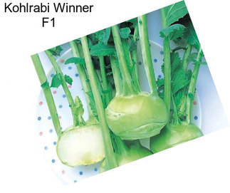 Kohlrabi Winner F1