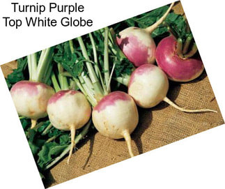 Turnip Purple Top White Globe