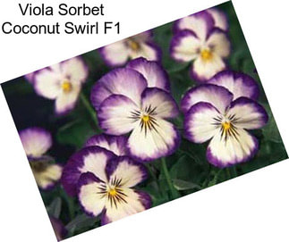 Viola Sorbet Coconut Swirl F1