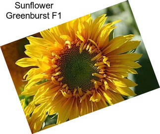 Sunflower Greenburst F1