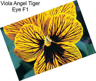 Viola Angel Tiger Eye F1