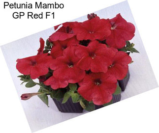 Petunia Mambo GP Red F1