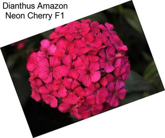 Dianthus Amazon Neon Cherry F1