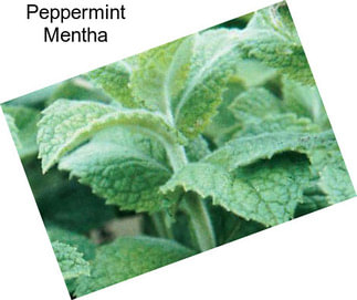 Peppermint Mentha