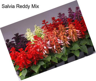 Salvia Reddy Mix