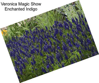 Veronica Magic Show Enchanted Indigo