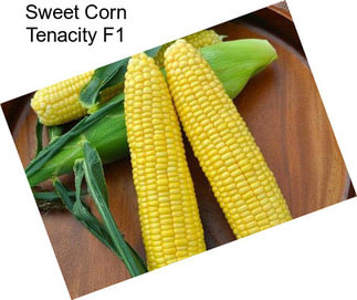 Sweet Corn Tenacity F1