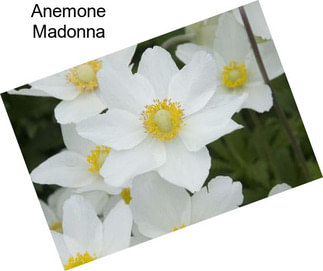 Anemone Madonna