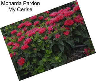 Monarda Pardon My Cerise