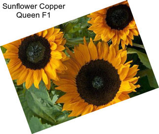 Sunflower Copper Queen F1