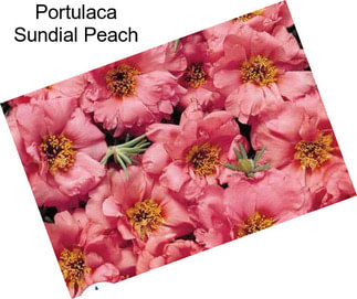 Portulaca Sundial Peach