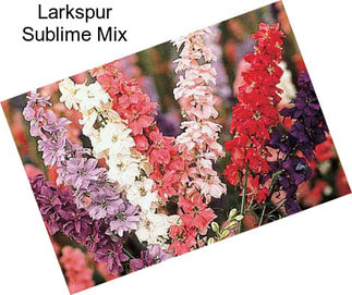 Larkspur Sublime Mix