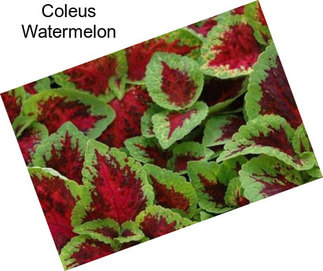 Coleus Watermelon