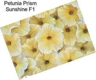 Petunia Prism Sunshine F1