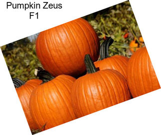 Pumpkin Zeus F1