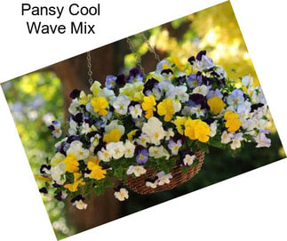 Pansy Cool Wave Mix