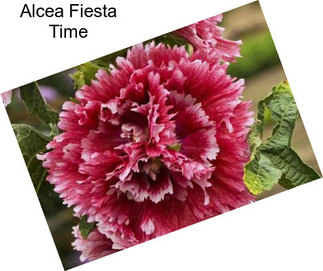 Alcea Fiesta Time
