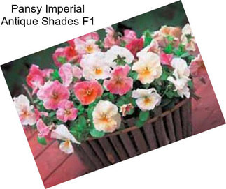 Pansy Imperial Antique Shades F1