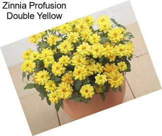 Zinnia Profusion Double Yellow