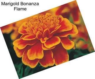 Marigold Bonanza Flame