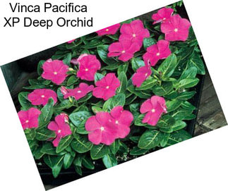 Vinca Pacifica XP Deep Orchid