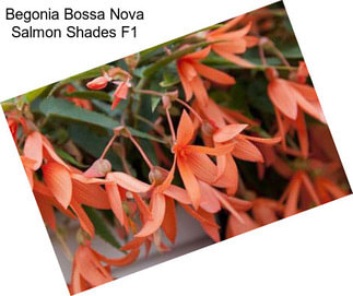 Begonia Bossa Nova Salmon Shades F1
