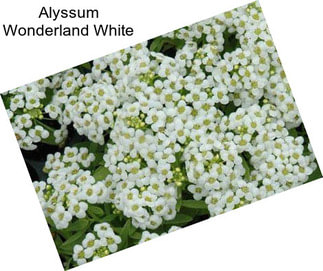 Alyssum Wonderland White