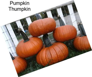 Pumpkin Thumpkin