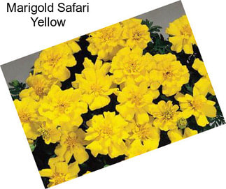 Marigold Safari Yellow