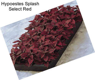 Hypoestes Splash Select Red