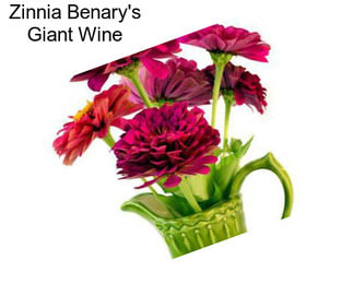 Zinnia Benary\'s Giant Wine