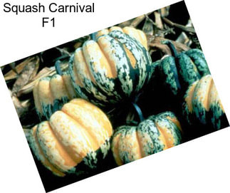 Squash Carnival F1