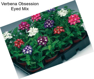 Verbena Obsession Eyed Mix