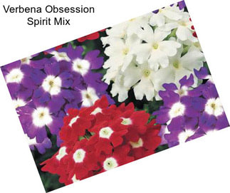 Verbena Obsession Spirit Mix