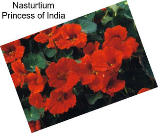 Nasturtium Princess of India