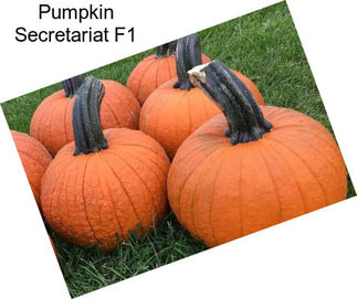 Pumpkin Secretariat F1