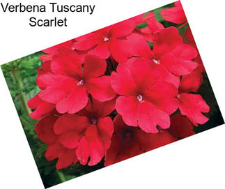 Verbena Tuscany Scarlet