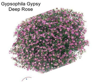 Gypsophila Gypsy Deep Rose