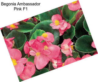 Begonia Ambassador Pink F1