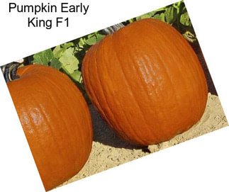 Pumpkin Early King F1