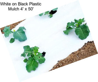 White on Black Plastic Mulch 4\' x 50\'