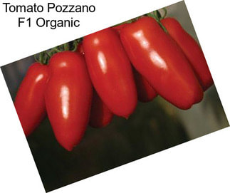 Tomato Pozzano F1 Organic