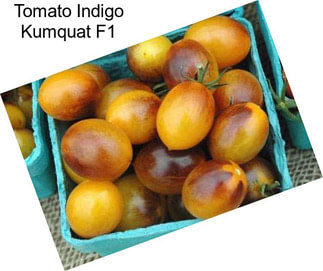 Tomato Indigo Kumquat F1
